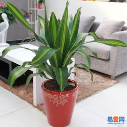 東城東直門易登網(wǎng)禮品花卉銷售 專業(yè)綠植服務(wù)，點(diǎn)亮城市生活