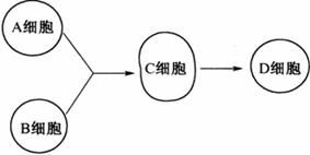 細(xì)胞融合技術(shù)關(guān)鍵方法與流程解析
